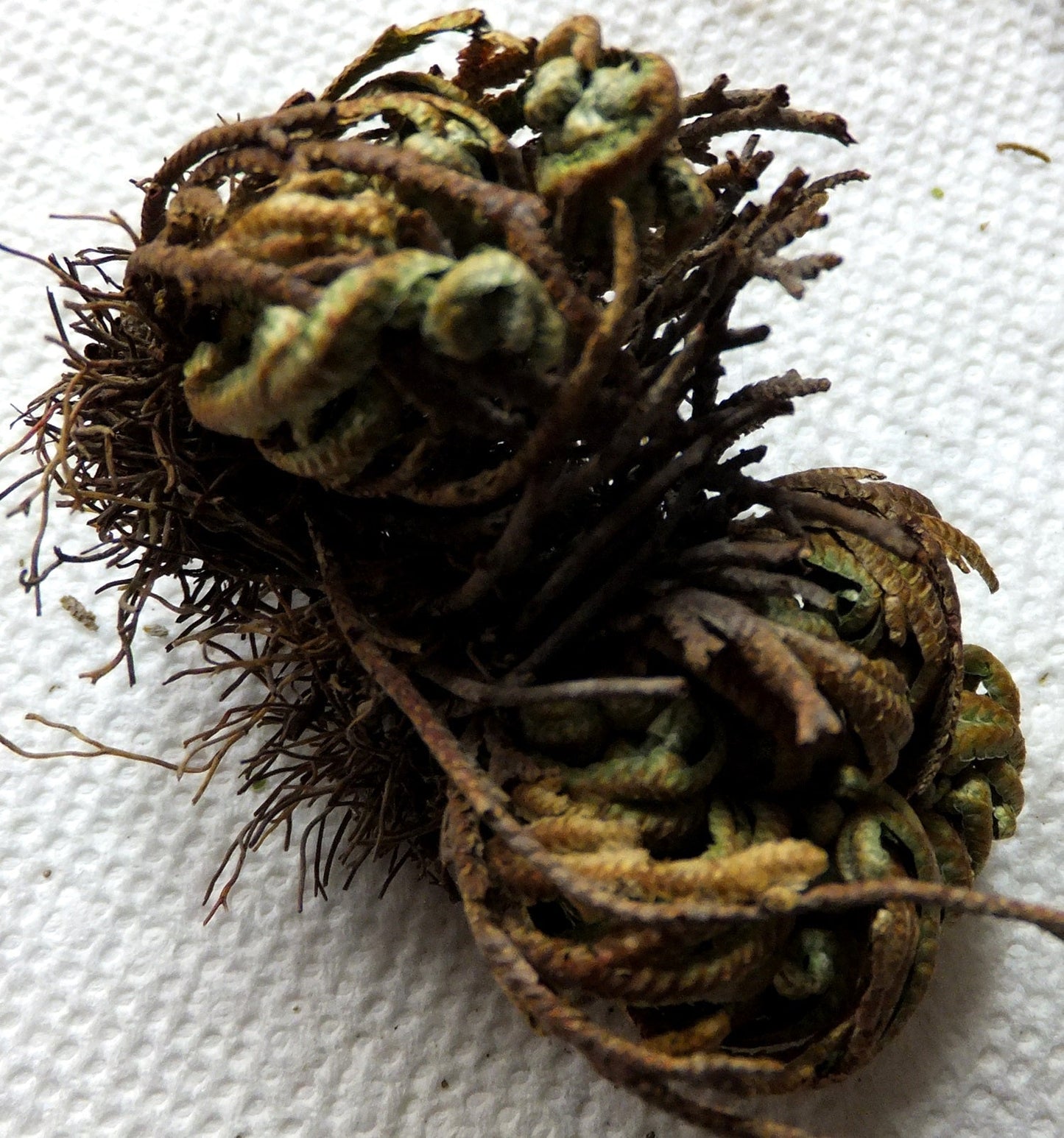 Turquoise Cloud - Loose Leaf Bulk, Jericho Flowers