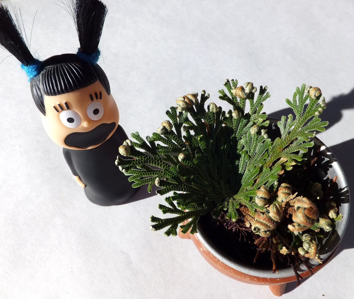 Turquoise Cloud - Loose Leaf Bulk, Jericho Flowers