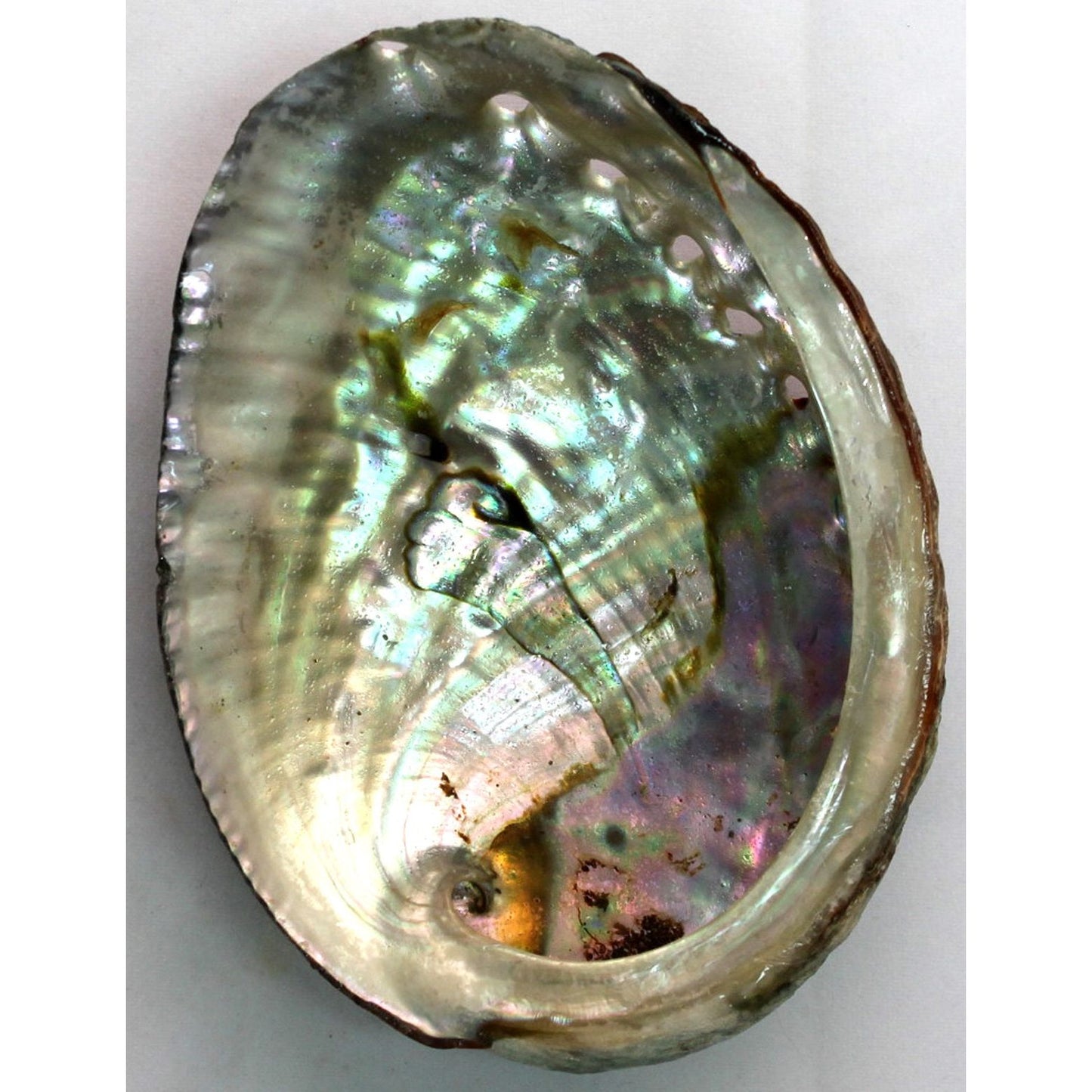 Blue Abalone Shell