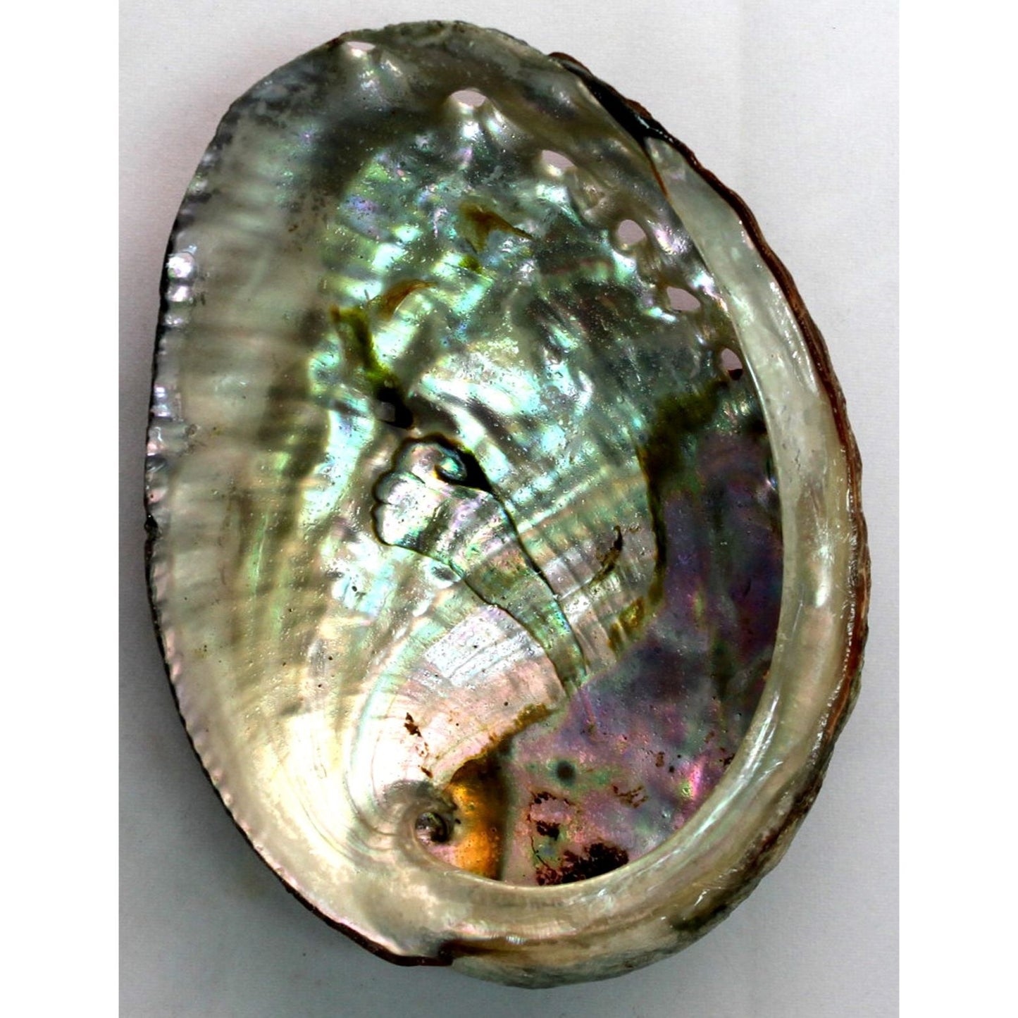 Blue Abalone Shell