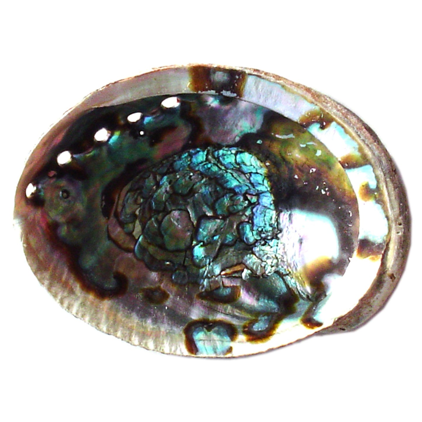 Blue Abalone Shell