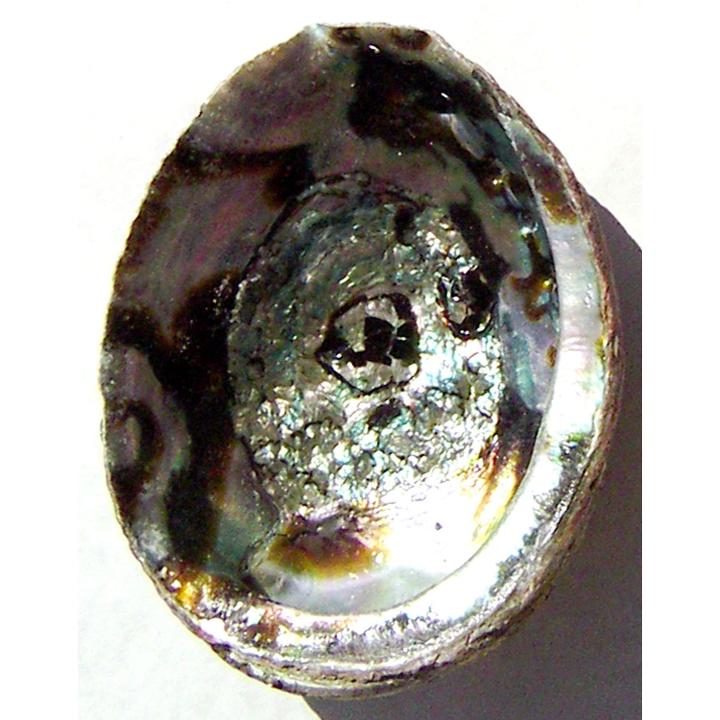 Blue Abalone Shell