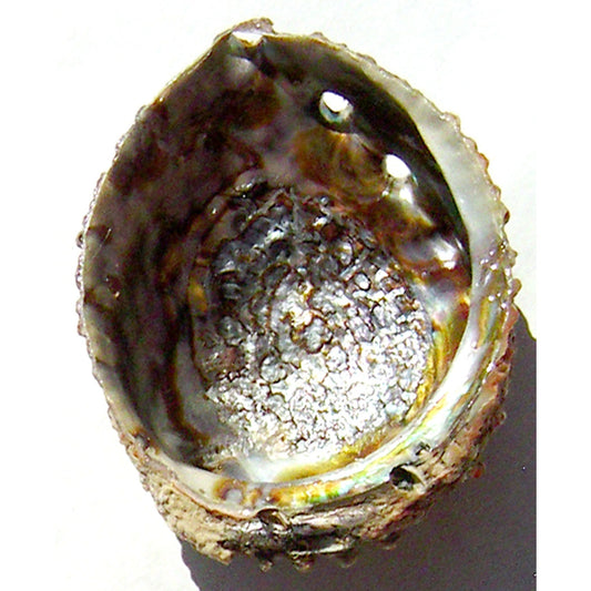 Pink Abalone Shell
